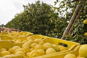 siracusa lemon facts